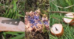 Giftköderfund in Stegaurach