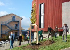 Ulme pflanzen Bücherei