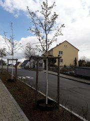 Bauhof Baeume Weissanstrich