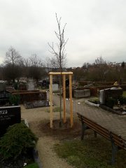 Bäume in Stegaurach