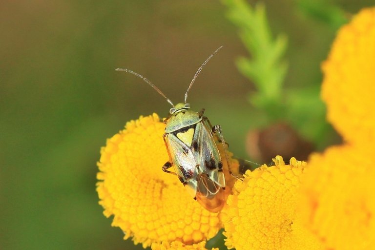 Themenweg Wiese Themenweg Wiese