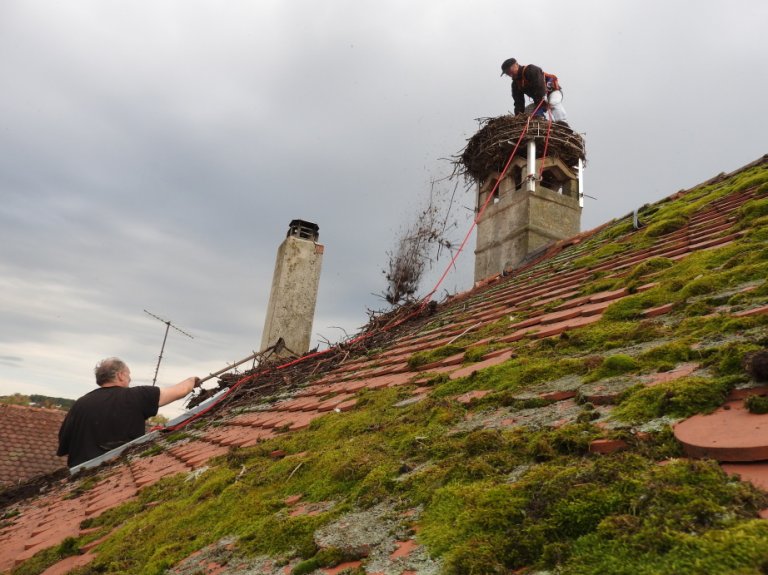 Storch Nest gerade 1 Storch Nest gerade 1