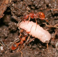 Ameisenblaeuling richtig