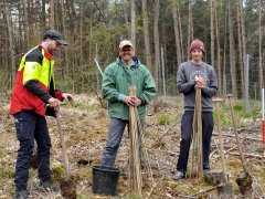 Aufforstung 062022