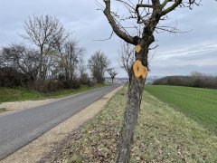 Kahlschlag an Obstbäumen